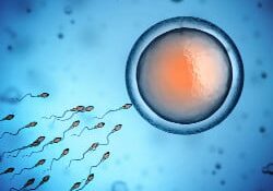 sperm swimming towards and egg - fertility acupuncture support